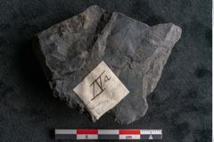 Foto (Detailansicht) von Ceratopetalum vivulare Ettingshausen (NHMW-GEO-2024-0188-10246)
